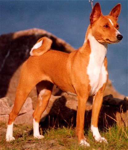canina argentina "pedigree"